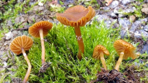 Bývalá cihelna na Kutnohorsku je plná vzácných hub